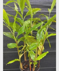 Grains of Paradise Plant Starter Plug - Aframomum melegueta - Bare Root - Image 1