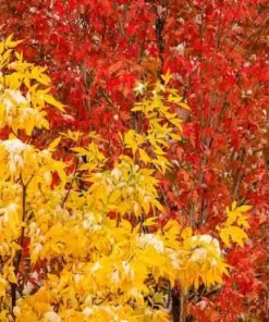 Green Ash Tree (Fraxinus pennsylvanica) Live Plant - 12-24