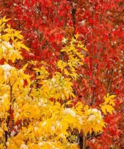 Green Ash Tree Live Bare Root Plant - Fraxinus pennsylvanica - 12-24