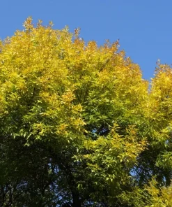 Green Ash Tree Live Bare Root Plant - Fraxinus pennsylvanica - 12-24