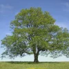 Green Ash Tree Live Bare Root Plant - Fraxinus pennsylvanica - 12-24" Tall - Image 1