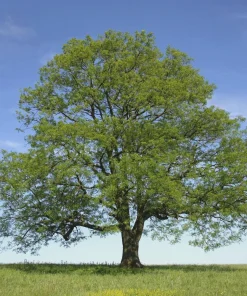 Green Ash Tree Live Bare Root Plant - Fraxinus pennsylvanica - 12-24