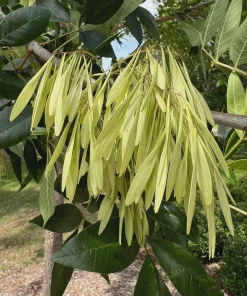 Green Ash Tree Live Plant - Fraxinus pennsylvanica 12-24