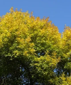 Green Ash Tree Live Plant - Fraxinus pennsylvanica 12-24
