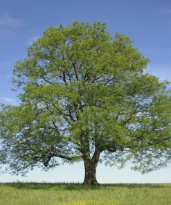 Green Ash Tree Live Plant - Fraxinus pennsylvanica 12-24