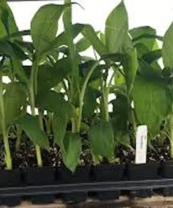 Gros Michel Banana Plant Starter Plug - Heirloom Live Plant - Image 4