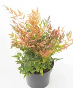 Gulf Stream Heavenly Bamboo Plant 6-12in Tall Bare Root Shrub Outdoor - Image 3