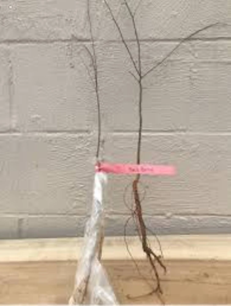 Hackberry Tree Live Plant – 12-24in Sugarberry Tree Bare Root - Image 2