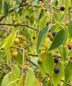 Hackberry Tree Live Plant – 12-24in Sugarberry Tree Bare Root - Image 3
