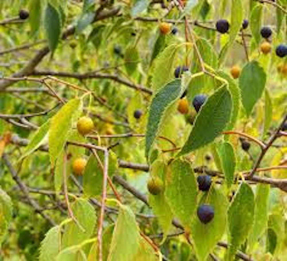 Hackberry Tree Live Plant – 12-24in Sugarberry Tree Bare Root - Image 3