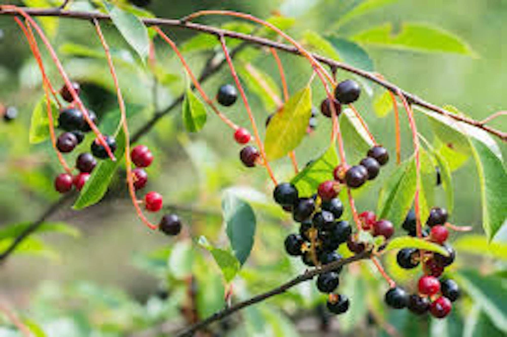 Hackberry Tree Live Plant – 12-24in Sugarberry Tree Bare Root - Image 4