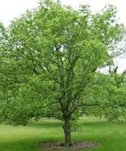 Hackberry Tree Live Plant – 12-24in Sugarberry Tree Bare Root - Image 5