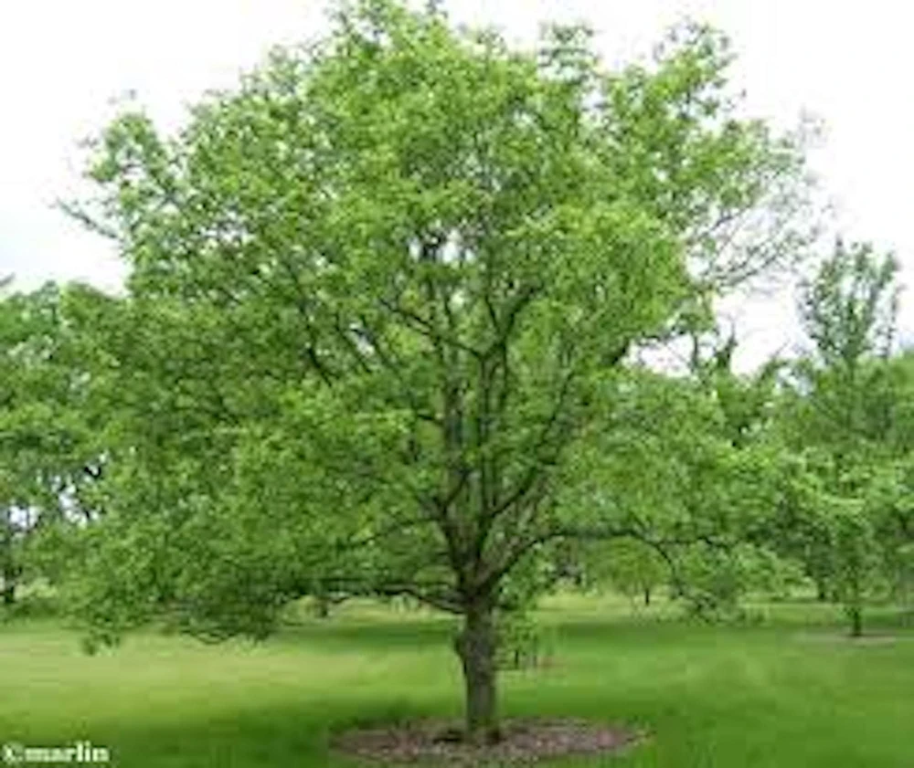 Hackberry Tree Live Plant – 12-24in Sugarberry Tree Bare Root - Image 5
