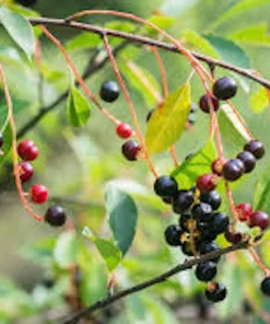 Hackberry Tree Live Plant – 12-24in Sugarberry Tree Bare Root - Image 1