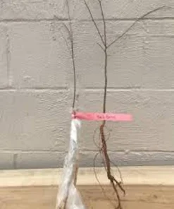 Hackberry Tree Live Plant - Sugar Berry Tree (Celtis occidentalis) - 12-24