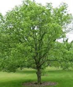 Hackberry Tree Live Plant - Sugar Berry Tree (Celtis occidentalis) - 12-24