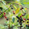 Hackberry Tree Live Plant - Sugar Berry Tree (Celtis occidentalis) - 12-24" Tall - Image 1