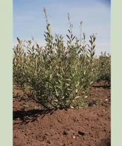 Hansens Bush Cherry Live Plant – Self-Pollinating, Cold Hardy Zones 2-8 - Image 2