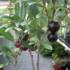 Hansens Bush Cherry Live Plant – Self-Pollinating, Cold Hardy Zones 2-8 - Image 1