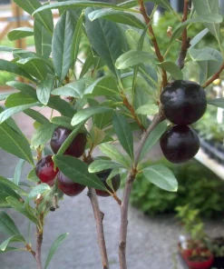 Hansens Bush Cherry Live Plant – Self-Pollinating, Cold Hardy Zones 2-8 - Image 1