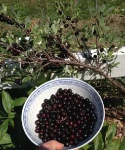 Hansens Bush Cherry Live Plant – Self-Pollinating, Cold Hardy Zones 2-8 - Image 3