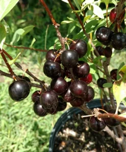 Hansens Bush Cherry Live Plant – Self-Pollinating, Cold Hardy Zones 2-8 - Image 4