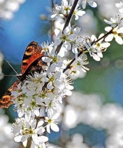 Hansens Bush Cherry Live Plant – Self-Pollinating, Cold Hardy Zones 2-8 - Image 5