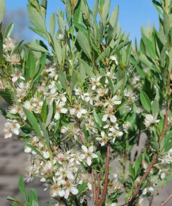 Hansens Bush Cherry Live Plant – Self-Pollinating, Cold Hardy Zones 2-8 - Image 6