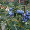 Heintooga Blueberry Live Plant - Highbush Cultivar - Starter Plug - USDA Zones 4-10 - Image 1
