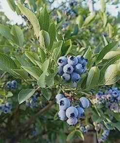 Heintooga Blueberry Live Plant - Highbush Cultivar - Starter Plug - USDA Zones 4-10 - Image 8