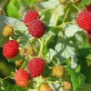Heritage Red Raspberry Live Plant - Rubus idaeus - Everbearing Starter Plug - Image 1