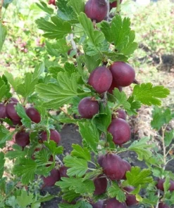 Hinnomaki Red Gooseberry Live Plant - Self-Pollinating Shrub, Zones 3-7 - Image 2