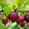 Hinnomaki Red Gooseberry Live Plant - Self-Pollinating Shrub, Zones 3-7 - Image 1