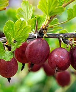 Hinnomaki Red Gooseberry Live Plant - Self-Pollinating Shrub, Zones 3-7 - Image 1