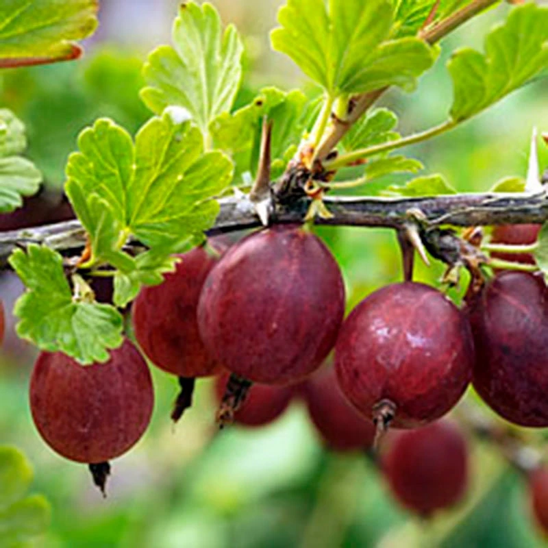 Hinnomaki Red Gooseberry Live Plant - Self-Pollinating Shrub, Zones 3-7 - Image 1