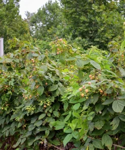 Honey Queen Everbearing Raspberry Live Plant - Sweet Yellow Gold Berries, Zones 3-8 - Image 2