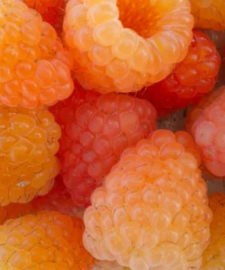 Honey Queen Everbearing Raspberry Live Plant - Sweet Yellow Gold Berries, Zones 3-8 - Image 3