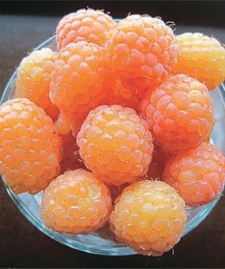 Honey Queen Everbearing Raspberry Live Plant - Sweet Yellow Gold Berries, Zones 3-8 - Image 1
