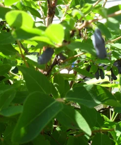 Honeyberry Czech 17 Live Plant - Edible Shrub, 5-6 ft Tall, Zones 2-8 - Image 3