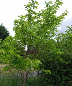 Illinois Everbearing Mulberry Tree Starter Plant - 5 Pack Fruit Tree Live Plant - Image 2