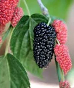Illinois Everbearing Mulberry Tree Starter Plant - 5 Pack Fruit Tree Live Plant - Image 3