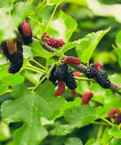 Illinois Everbearing Mulberry Tree Starter Plant - 5 Pack Fruit Tree Live Plant - Image 4