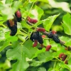 Illinois Everbearing Mulberry Tree Starter Plant - 5 Pack Fruit Tree Live Plant - Image 1