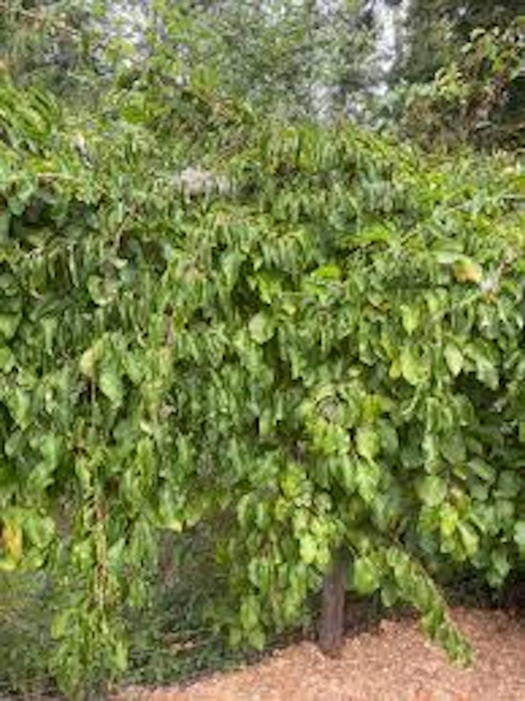Issai Hardy Kiwi Plant - Self-Pollinating Fruit Starter Vine - Live Plant for Zones 3-8 - Image 2