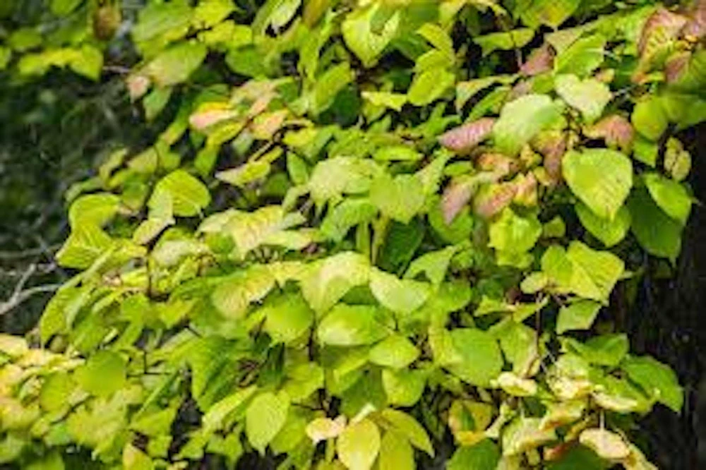 Issai Hardy Kiwi Plant - Self-Pollinating Fruit Starter Vine - Live Plant for Zones 3-8 - Image 1