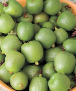 Issai Kiwi Live Plant - Self-Pollinating Vine, Fuzzless Fruit, Zones 3-8 - Image 2