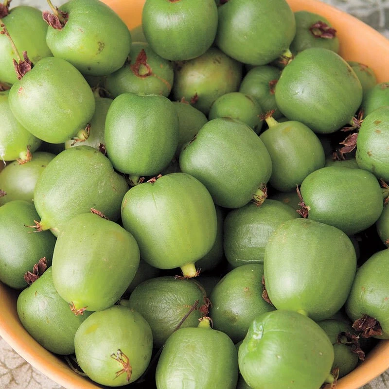 Issai Kiwi Live Plant - Self-Pollinating Vine, Fuzzless Fruit, Zones 3-8 - Image 2