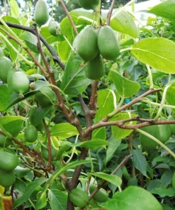 Issai Kiwi Live Plant - Self-Pollinating Vine, Fuzzless Fruit, Zones 3-8 - Image 4