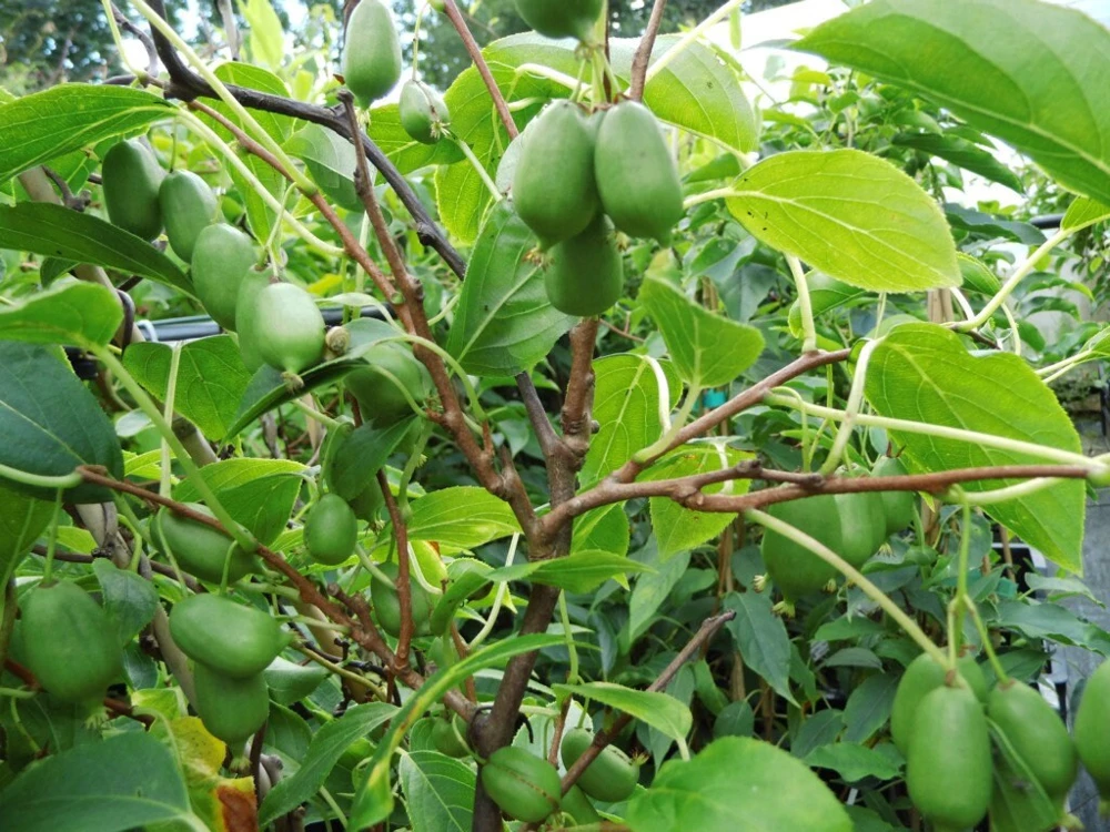 Issai Kiwi Live Plant - Self-Pollinating Vine, Fuzzless Fruit, Zones 3-8 - Image 4