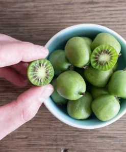 Issai Kiwi Live Plant - Self-Pollinating Vine, Fuzzless Fruit, Zones 3-8 - Image 5